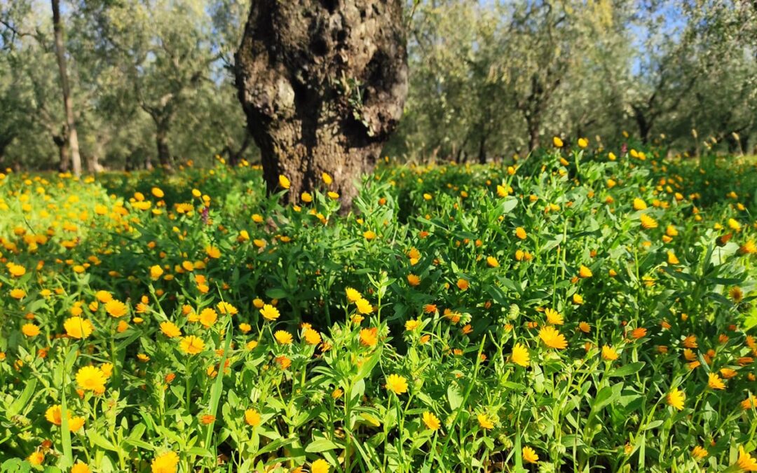 Riconoscimento erbe selvatiche